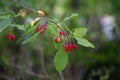 Branch of a berry apple tree