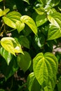 Branch of betel leaf