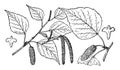 Branch of Betula Coerulea vintage illustration