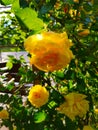 A branch big yellow rose. Rose lit by the sun Royalty Free Stock Photo