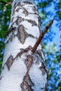 Branch of birch with beautiful bark in forest at summer