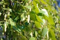 The branch of a birch close up with green leaves and drooping catkins