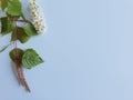 A branch of birch with fresh herbs and a flowering bird cherry branch on a blue background.