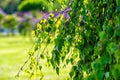 Branch of birch with green leaves on blurred background of garden