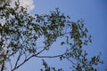 Branch of birch with green and yellow leaves on the background with blue sky. Early autumn Royalty Free Stock Photo