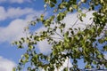 Branch of birch with green and yellow leaves on the background with blue sky. Early autumn Royalty Free Stock Photo