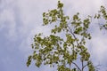 Branch of birch with green and yellow leaves on the background with blue sky. Early autumn Royalty Free Stock Photo