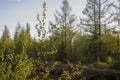 Branch of birch with green and yellow leaves on the background with blue sky. Early autumn Royalty Free Stock Photo