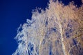 Branch birch and snow on the background of a night in the village. Winter New Year`s Eve