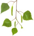 Branch birch tree with fresh spring green leaves and flowers earrings isolated on white background, close-up