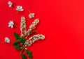 Branch bird cherry, apple  tree  flowers in a flat layout on a red background. Spring blossom composition. Top view, flat lay. Royalty Free Stock Photo