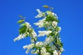 Branch of bird cherry in front of blue sky. Royalty Free Stock Photo