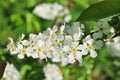 Branch of bird cherry in front of blue sky. Royalty Free Stock Photo