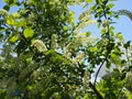Branch of bird cherry in front of blue sky. Copy space Royalty Free Stock Photo