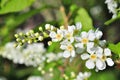 Branch of bird cherry in front of blue sky. Royalty Free Stock Photo