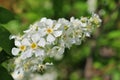 Branch of bird cherry in front of blue sky. Royalty Free Stock Photo