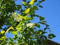 Branch of bird cherry in front of blue sky. Copy space Royalty Free Stock Photo