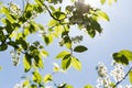 Branch of bird cherry in front of blue sky Royalty Free Stock Photo