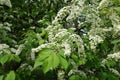 Branch of bird cherry with lots of white flowers