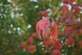 A branch of bird cherry with red leaves on a blurred background of trees. Close-up. Royalty Free Stock Photo