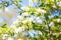 Branch of bird cherry on a sunny spring day