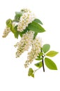 The branch of bird-cherry tree Royalty Free Stock Photo