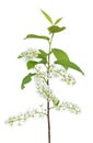 Branch of bird-cherry tree Prunus padus Royalty Free Stock Photo