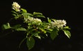 Branch of bird cherry with white flowers. Black background Royalty Free Stock Photo