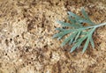 Branch of bitter wormwood on a stone Royalty Free Stock Photo