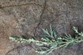 Branch of bitter wormwood on a stone Royalty Free Stock Photo