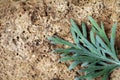 Branch of bitter wormwood on a stone Royalty Free Stock Photo