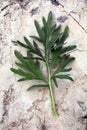 Branch of bitter wormwood on a stone Royalty Free Stock Photo