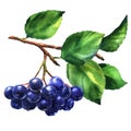 Branch of black chokeberry, aronia melanocarpa, fresh aronia berries with leaves, isolated, hand drawn watercolor