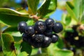 Branch of black chokeberry fruits in the garden