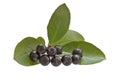 Branch black chokeberry