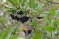 Branch of black chokeberry