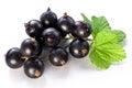 Branch of black currant. Royalty Free Stock Photo