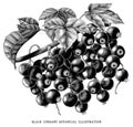 Branch of black currant botanical vintage illustration isolated