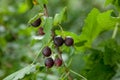 Branch of black currant in a garden Royalty Free Stock Photo