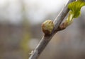 A branch of black currant, infected with a parasite Royalty Free Stock Photo