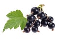 Branch black currant isolated on white background Royalty Free Stock Photo