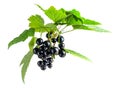 Branch of black currant  isolated on white background Royalty Free Stock Photo