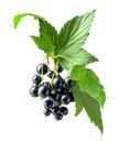 Branch of black currant  isolated on white background Royalty Free Stock Photo