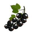 Branch black currant with leaf. Vector flat color illustration Royalty Free Stock Photo