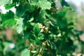 Branch of black currant with leaves and buds in  spring garden Royalty Free Stock Photo