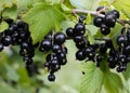 Branch of black currant with ripe bunches of berries on green background. Treat in garden. Harvesting on farm or in garden. Royalty Free Stock Photo