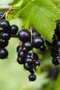 Branch of black currant with ripe bunches of berries and leaves on natural green background. Harvesting on farm or in garden. Royalty Free Stock Photo