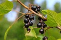 A branch of black currant in the sun with ripe black berries on a background of green leaves and blue sky Royalty Free Stock Photo