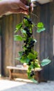 A branch of black currant, which is held in his hand. For a diet and saturation with vitamins Royalty Free Stock Photo