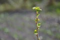 Branch with Young Green Leaves at soft Backdrop Garden Royalty Free Stock Photo